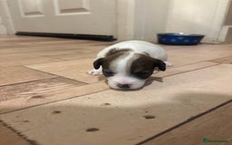 Jack Russell dogs for sale: Purê bred min ature Jack russell puppies - Image 20