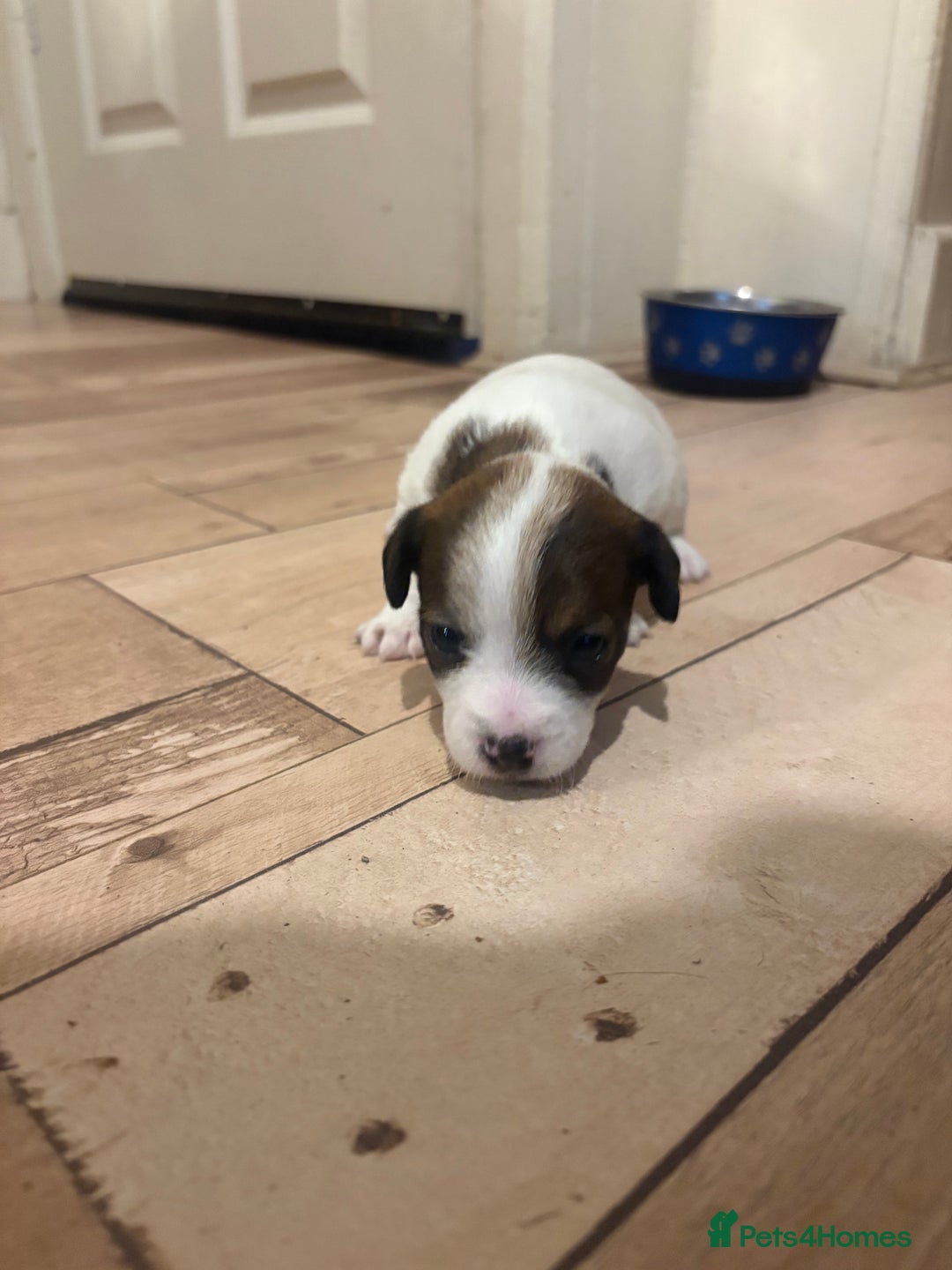 Jack Russell dogs for sale: Purê bred min ature Jack russell puppies - Image 20