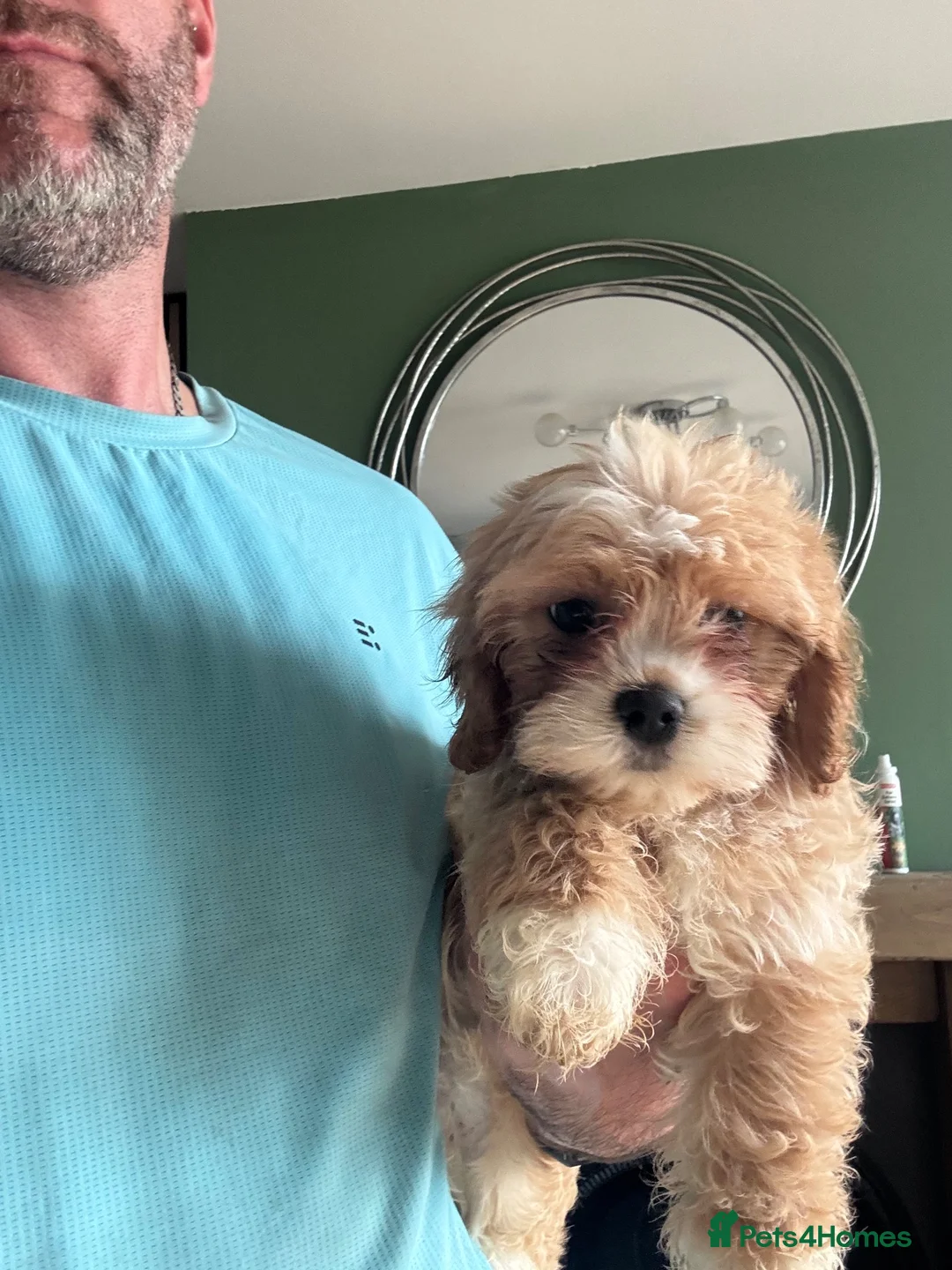Cavapoo dogs for sale: Little cuties  - Advert 8
