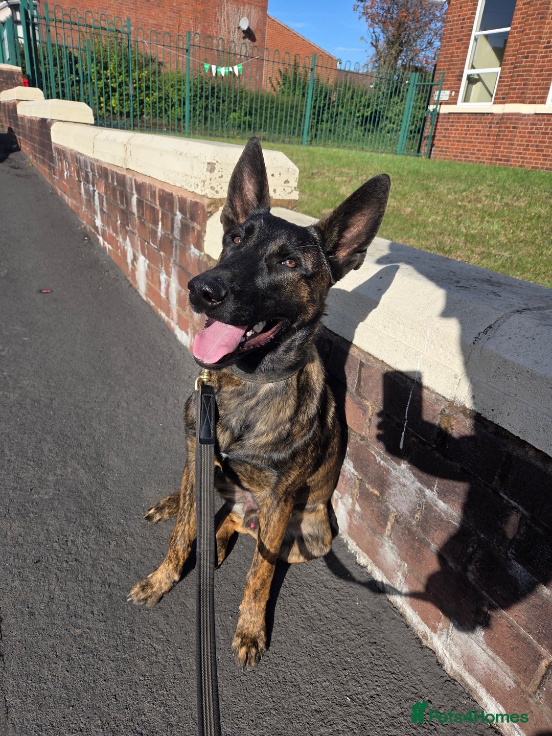 Belgian Shepherd Dog dogs for sale: Dutch Herder - Image 1
