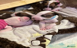 English Bull Terrier dogs for sale: English bull terriers  - Image 5