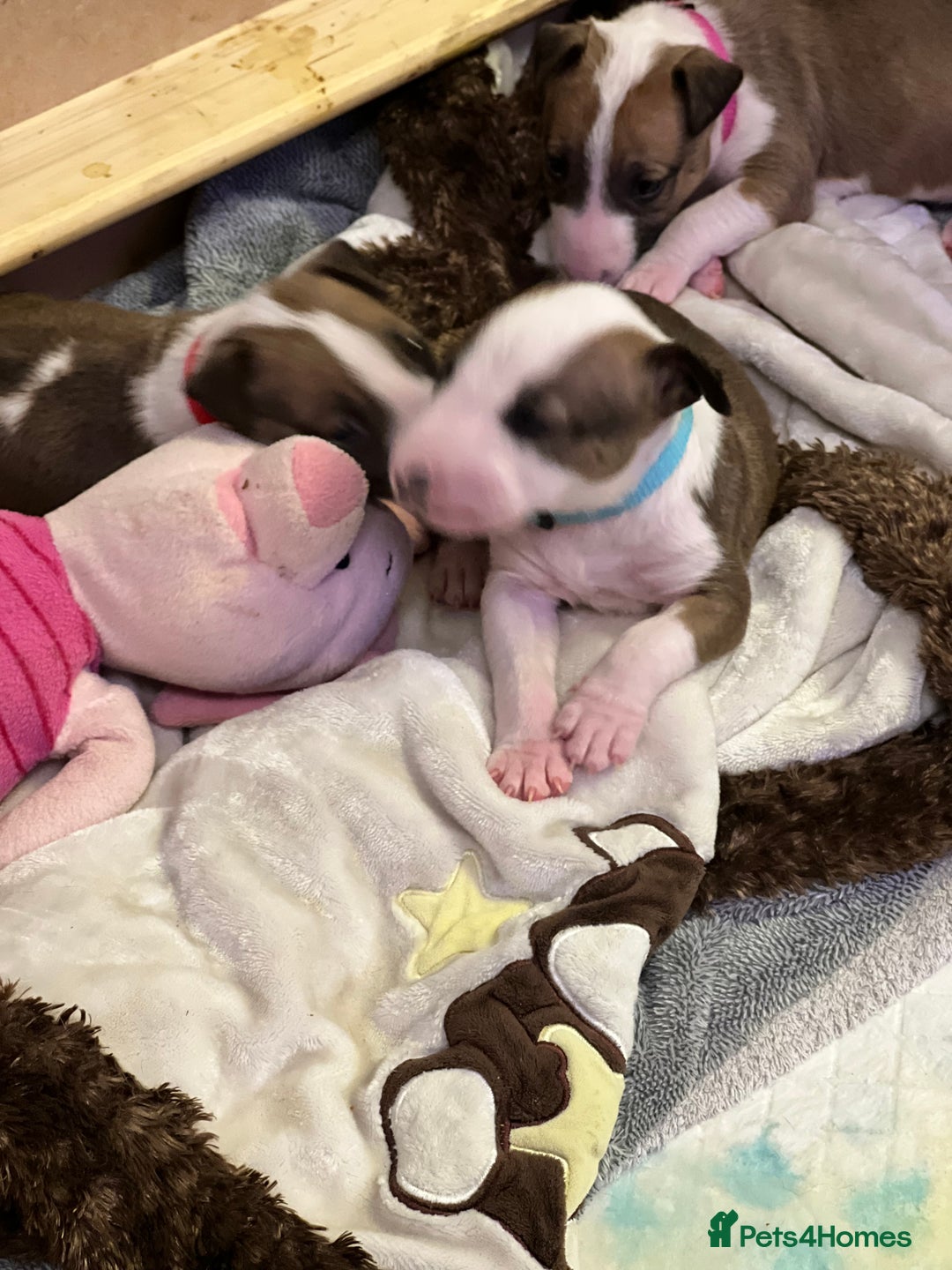 English Bull Terrier dogs for sale: English bull terriers  - Image 5