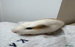 Guinea Pig rodents for sale: 3 Male Guinea Pigs - Image 3