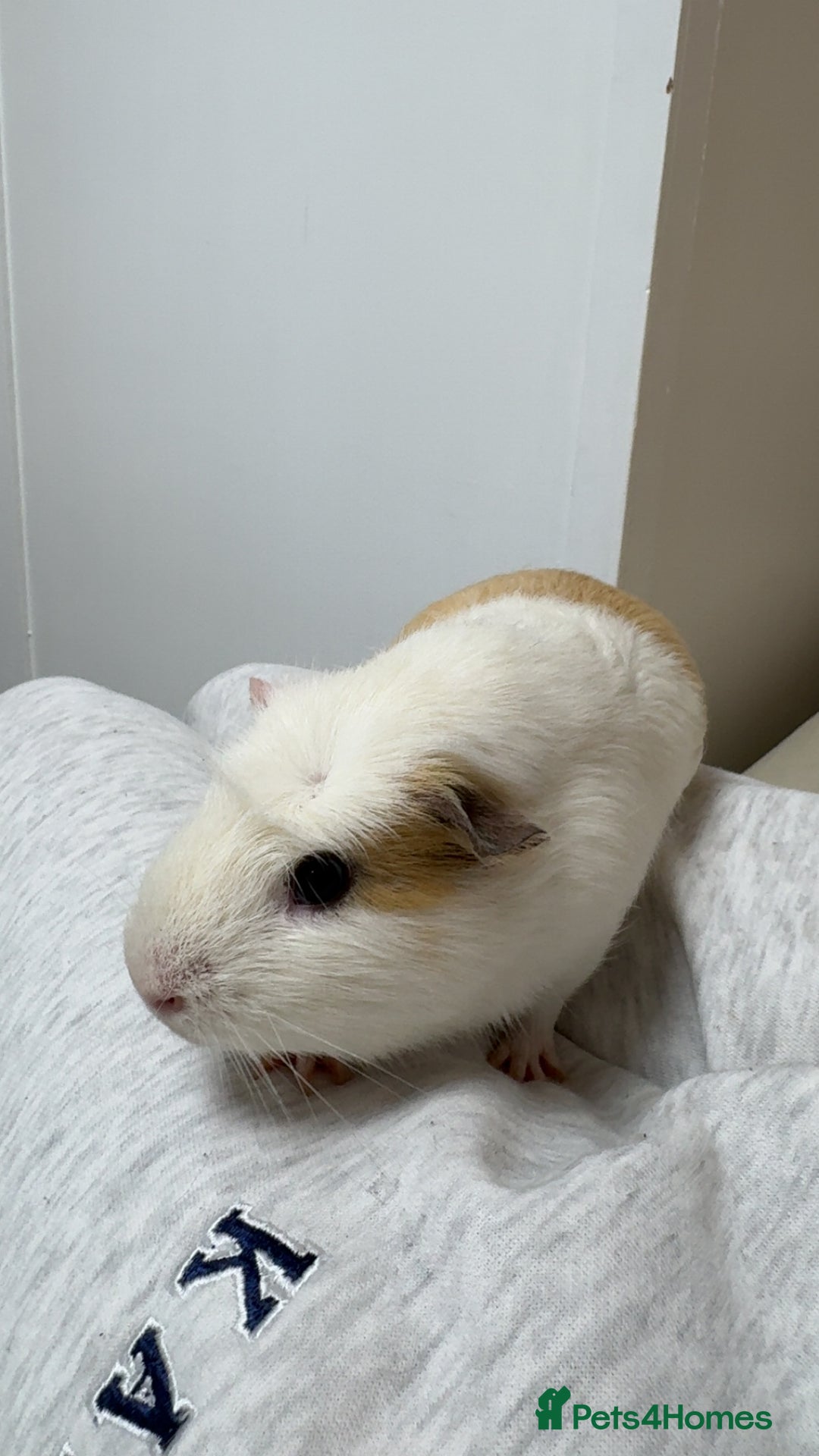 Guinea Pig rodents for sale: 3 Male Guinea Pigs - Image 3