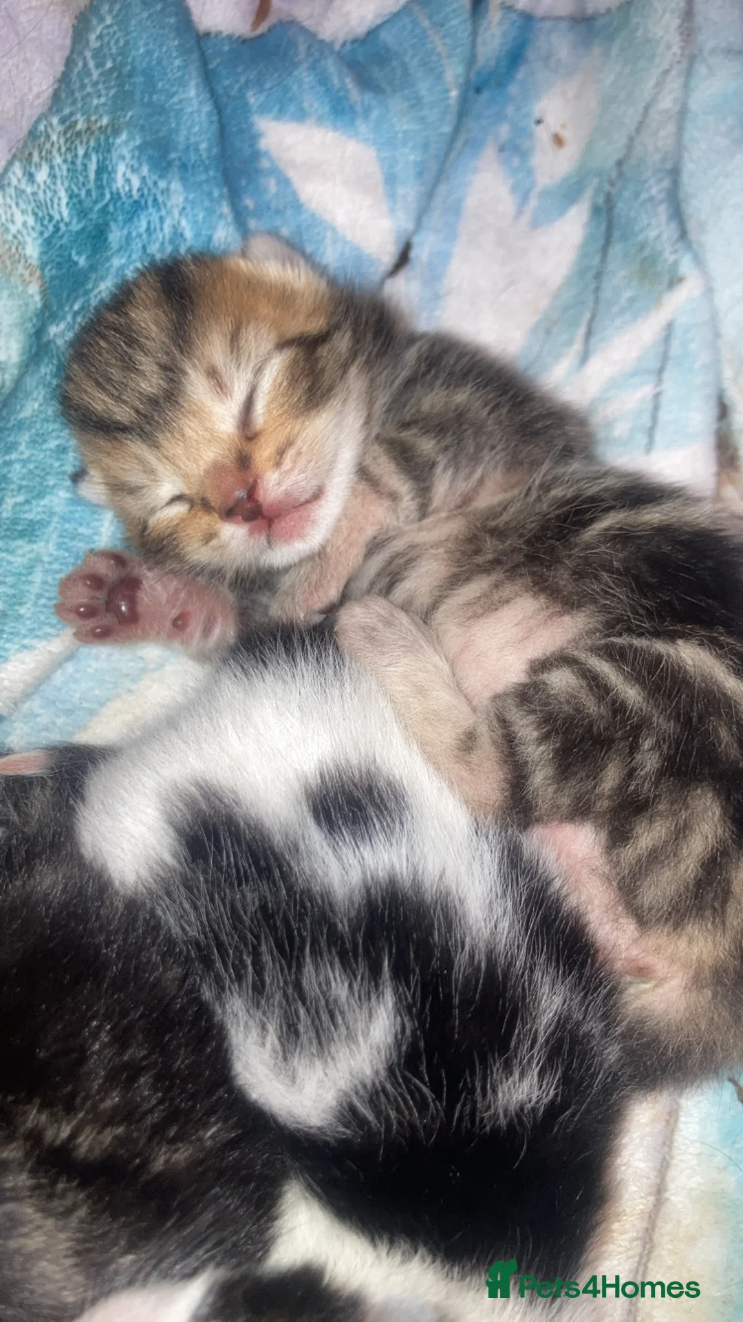 Mixed Breed cats for sale: Mixed tabby/Bengal kittens  in Birkenhead - Advert 6