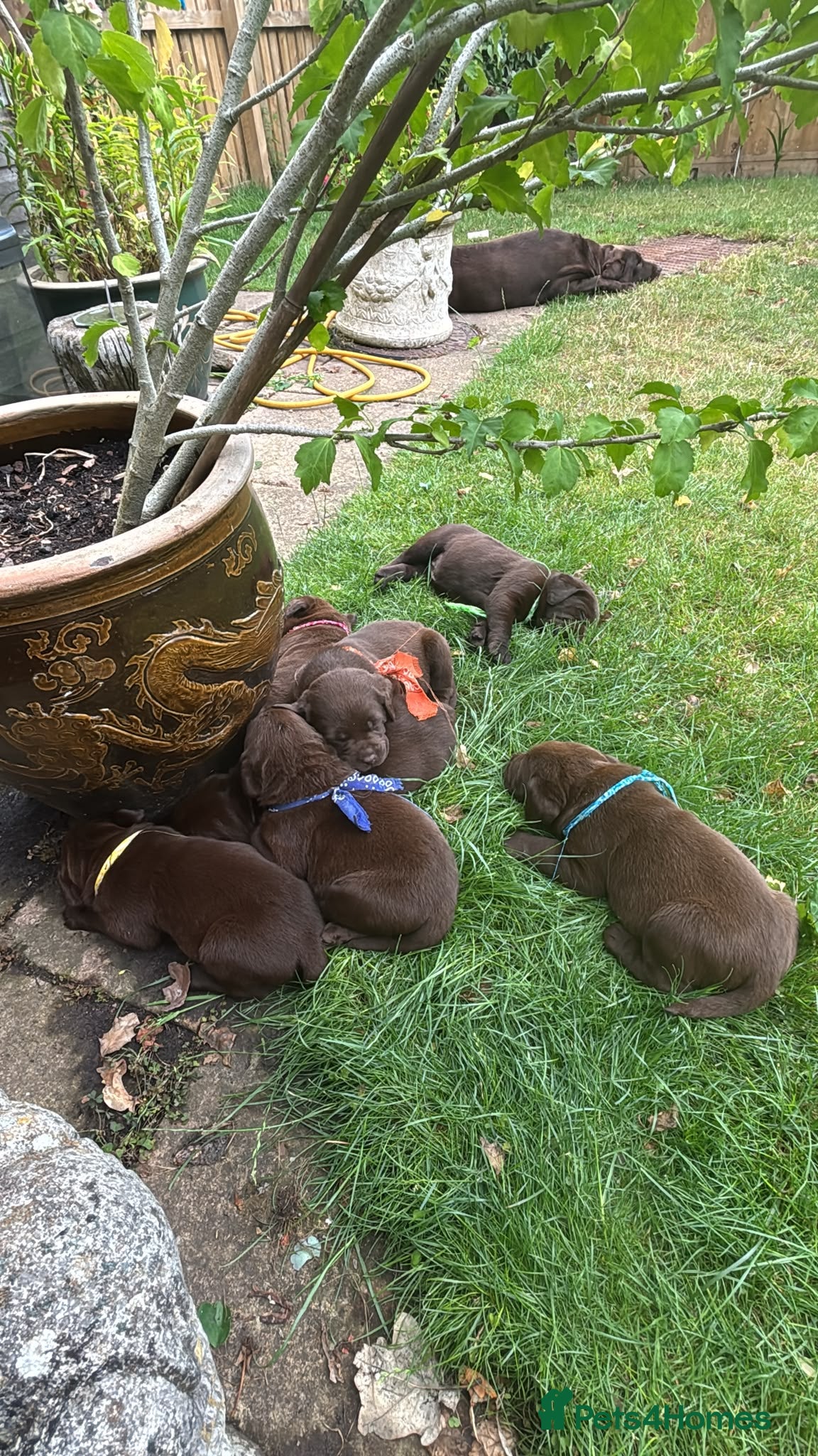 Labrador Retriever dogs Wonderful KC Chocolate Labrador Pups for Sale - Advert 2