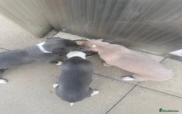 Whippet dogs for sale: Kc pedigree female whippet puppy  - Image 3