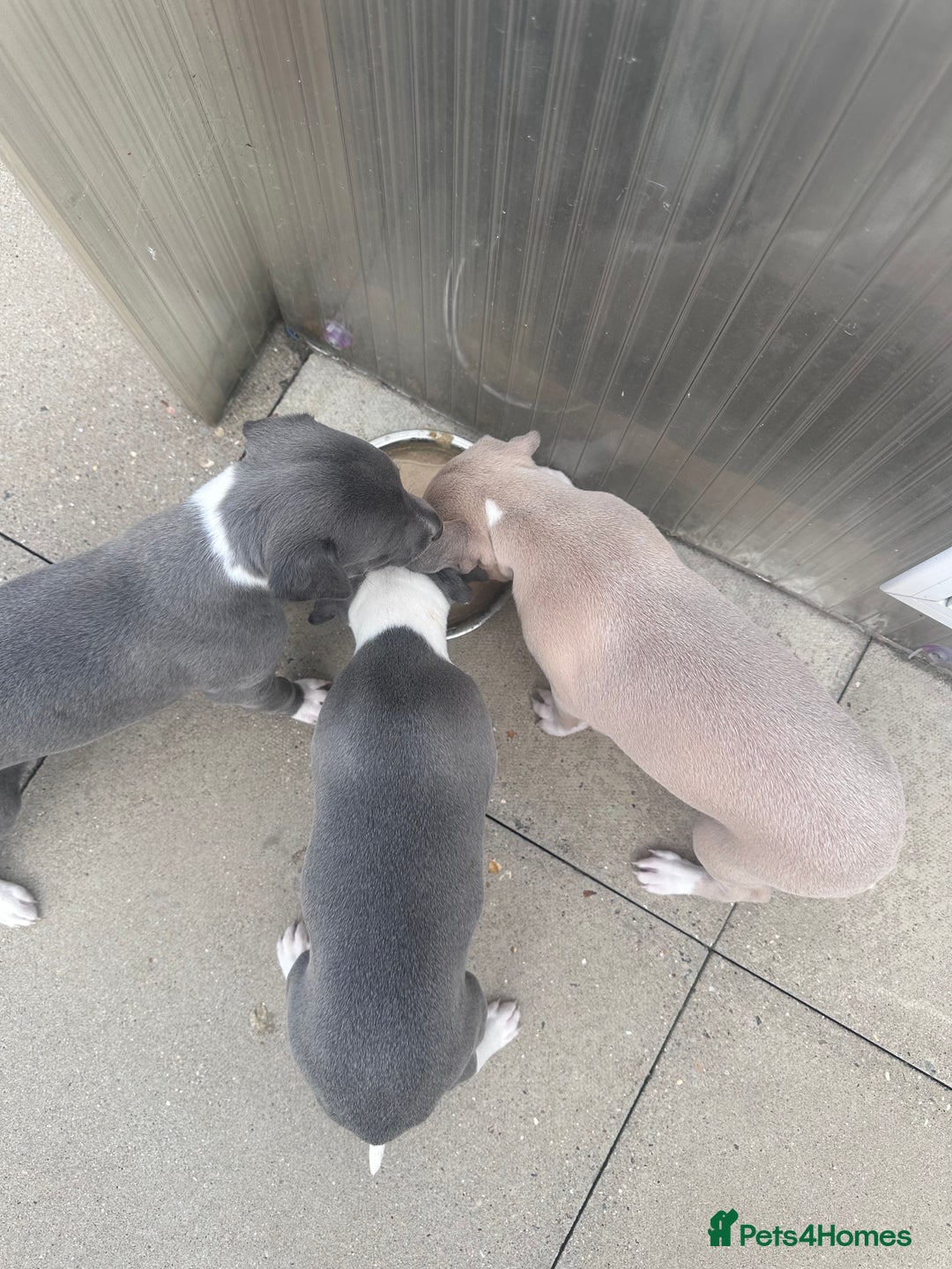 Whippet dogs for sale: Kc pedigree female whippet puppy  - Image 3