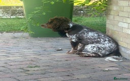 Sprocker dogs for stud: Beautiful tri colour sprocker - Image 2