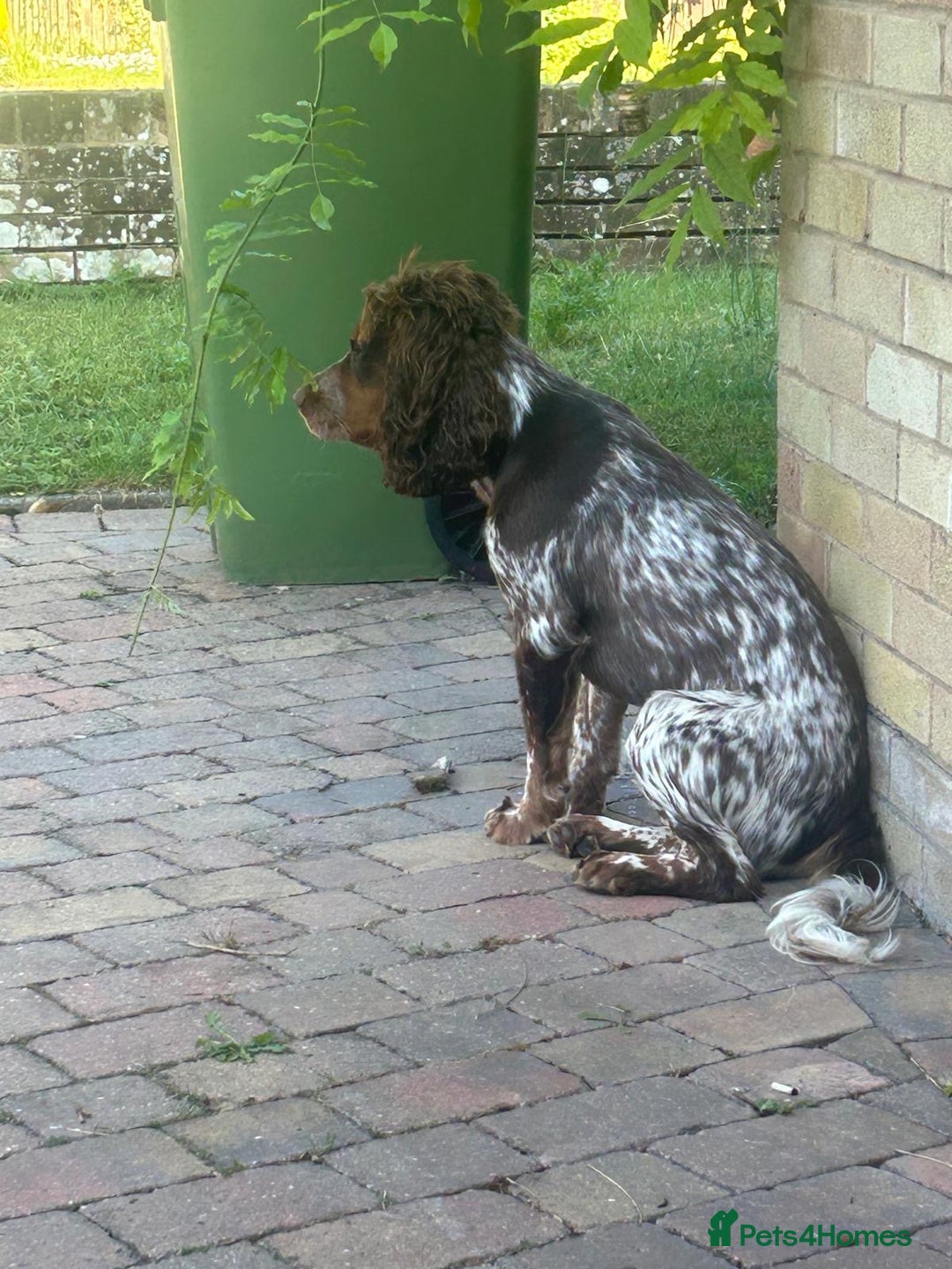 Sprocker dogs for stud: Beautiful tri colour sprocker - Image 2