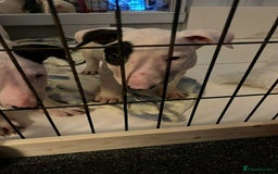English Bull Terrier dogs for sale: The last 2x EBT Babies... - Image 8