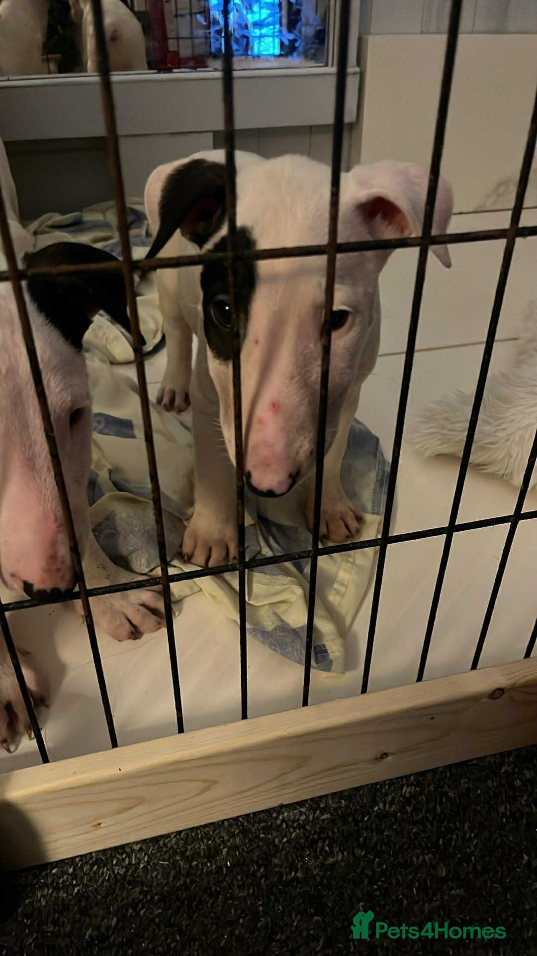 English Bull Terrier dogs for sale: The last 2x EBT Babies... - Image 8