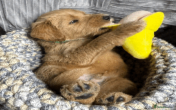 Goldendoodle dogs for sale: F1B Goldendoodle Puppies from a Therapy Dog - Image 15