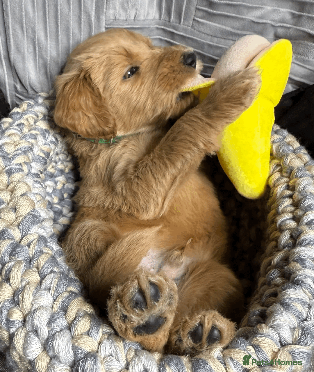 Goldendoodle dogs for sale: F1B Goldendoodle Puppies from a Therapy Dog - Image 15