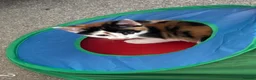 Mixed Breed cats for adoption: Adorable All Girl Kittens in Rainham - Advert 4