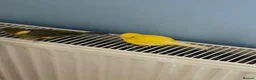 Canaries birds for sale: Five month old male canary in Woodbridge - Advert 12