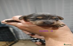 Mixed Breed dogs for sale: Jackweenie puppies - Image 19