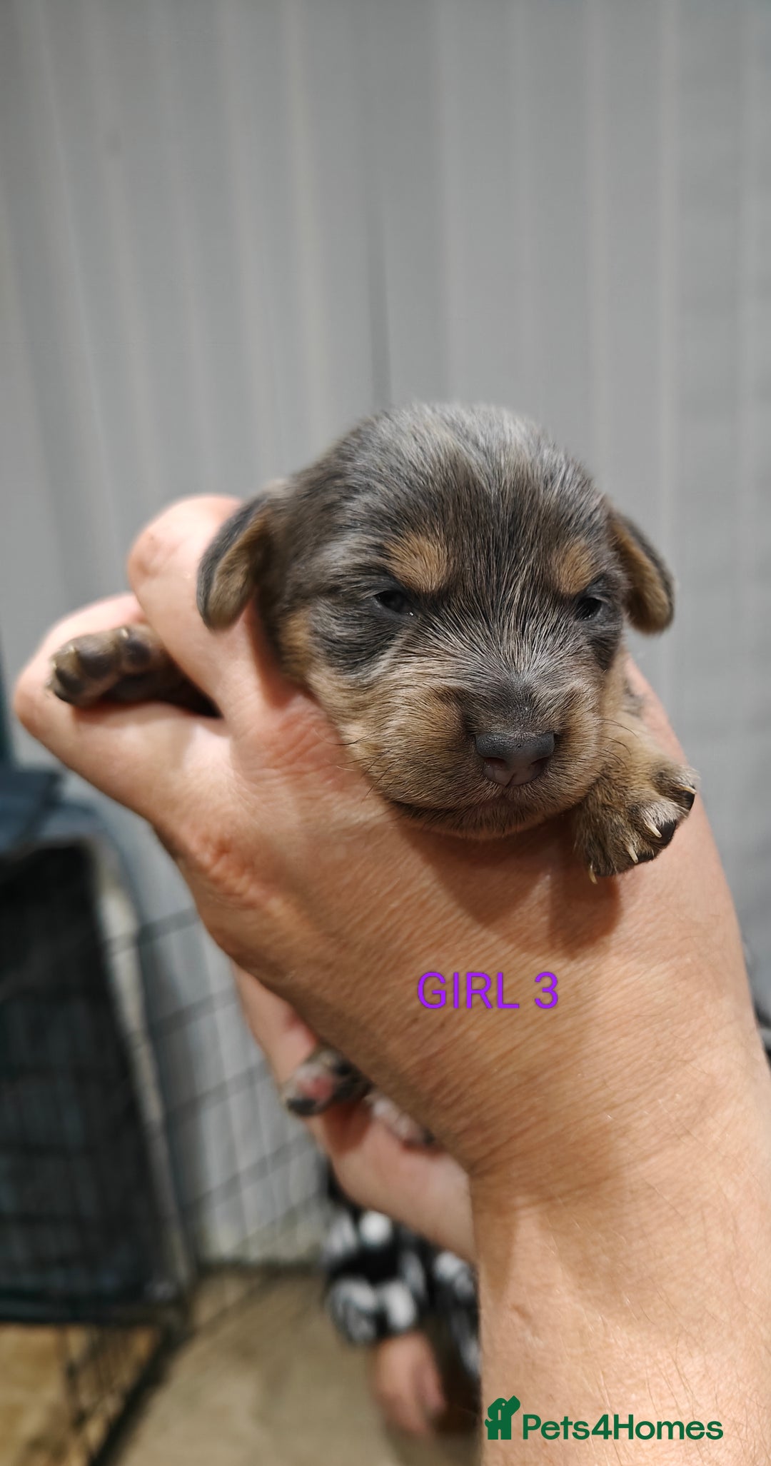 Mixed Breed dogs for sale: Jackweenie puppies - Image 19