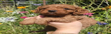 Cavapoo 5