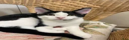 American Shorthair cats for sale: Amazing kittens  in Mitcham - Advert 5