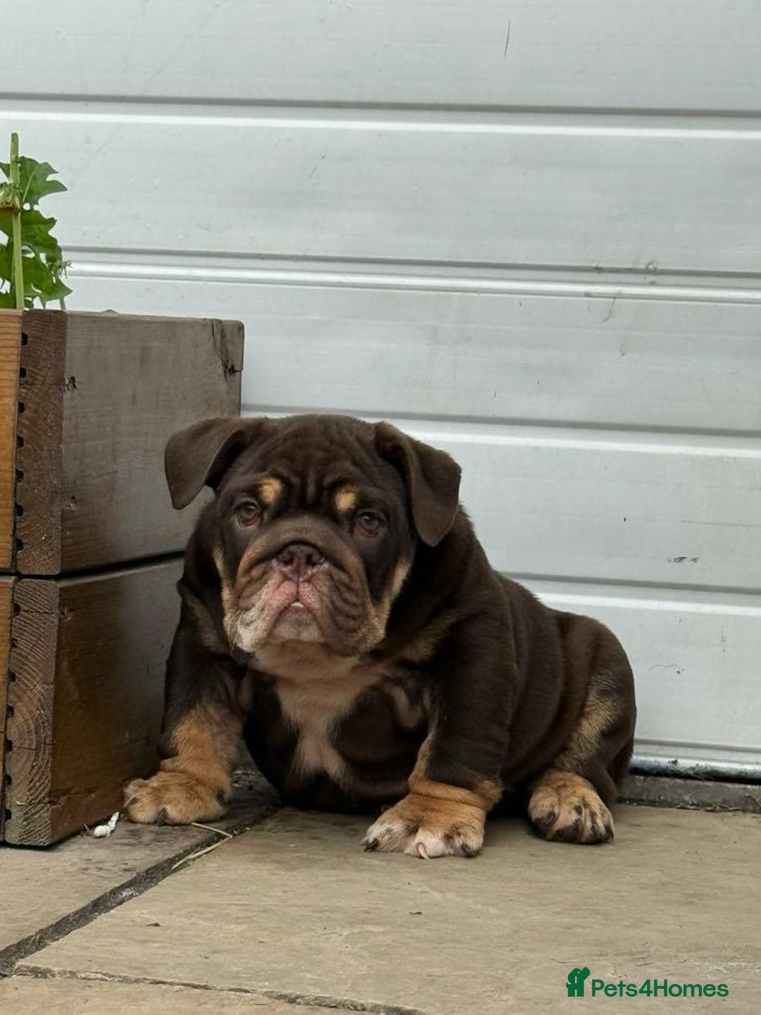 English Bulldog dogs for sale: World class bulldogs  - Image 3