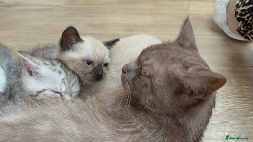 British Shorthair cats for sale: Full BSH kittens ready to leave now, 14 weeks old - Image 29
