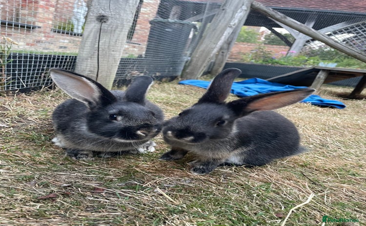 Mixed Breed rabbits - Advert 17