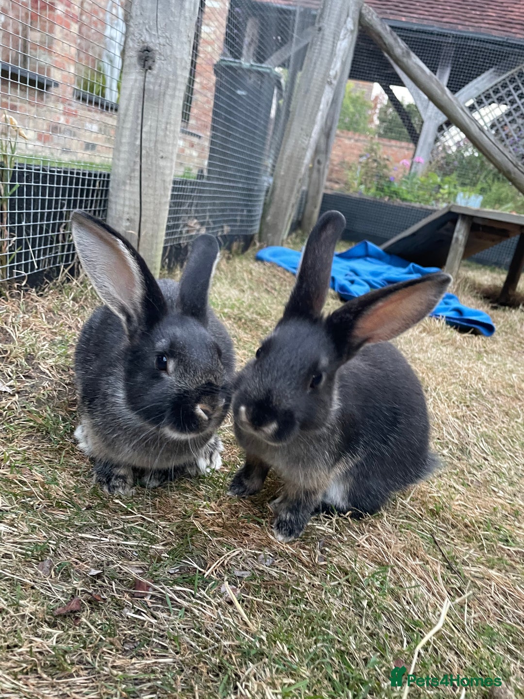 Mixed Breed rabbits for sale: 2 Mini Lop Cross Rabbits - Image 1