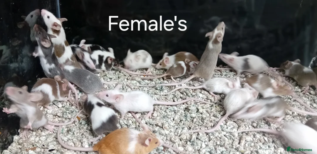 Mouse rodents for sale: Baby Fancy Pet mice , Males and Females - Advert 6