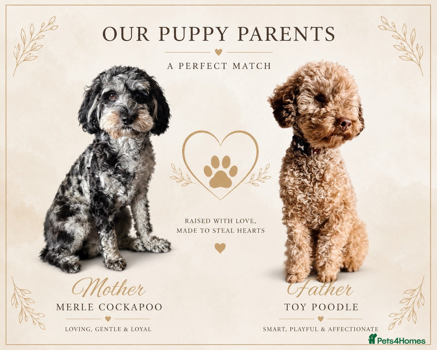 Cockapoo dogs Toy cockapoo F1b - Advert 1