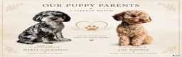 Cockapoo dogs for sale: Toy cockapoo F1b - Advert 1