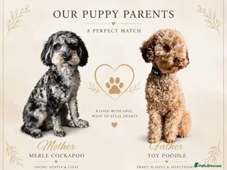 Cockapoo dogs Toy cockapoo F1b - Advert 1