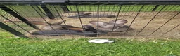 Continental Giant rabbits for sale: Continental Giant rabbits - Advert 3