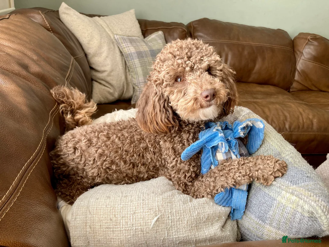 Toy Poodle dogs for stud: Health tested KC chocolate toy poodle stud in Stevenage - Advert 16