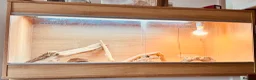 Bearded Dragon reptiles for sale: Bearded lizard in Westbury - Advert 5