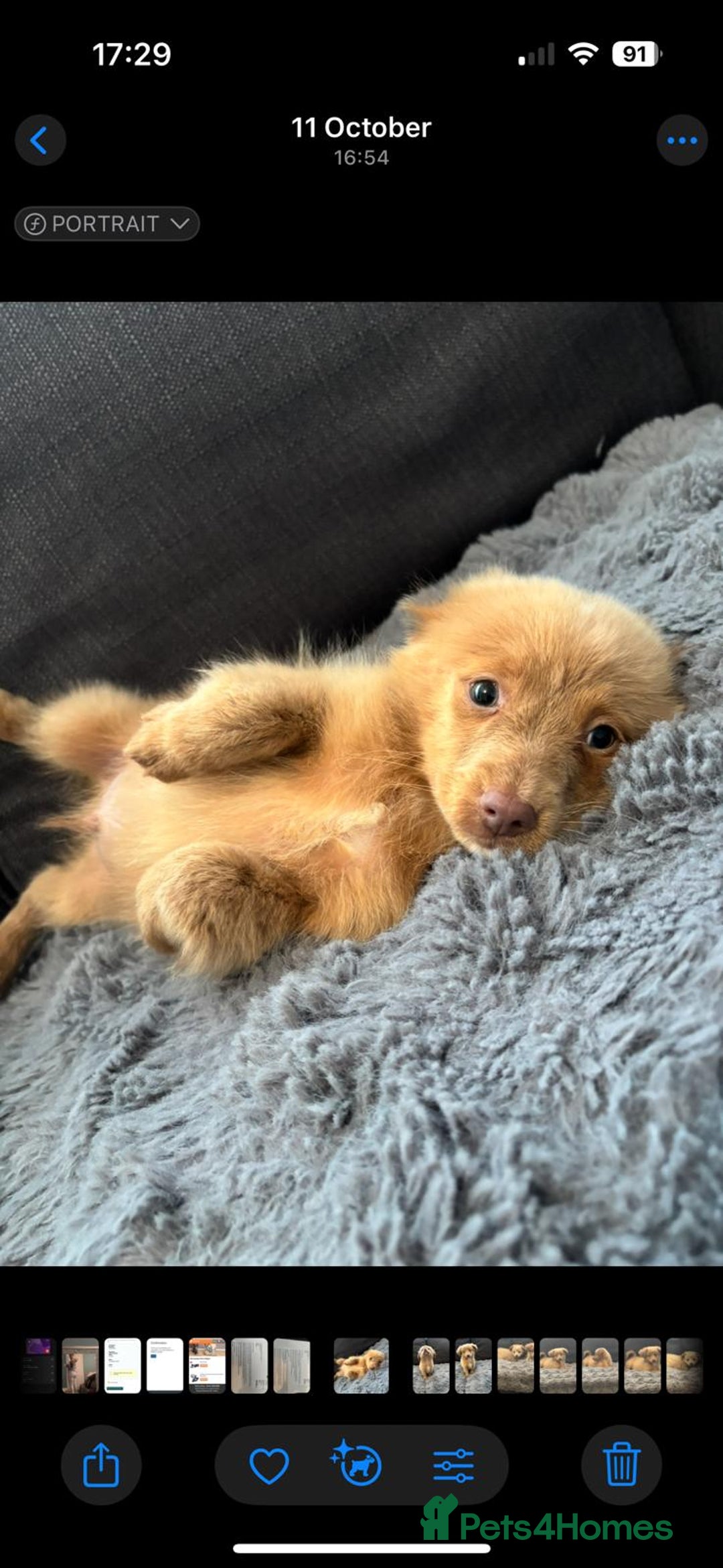 Mixed Breed dogs for sale: 5 beautiful chiweenies  - Advert 6