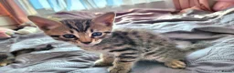 Bengal cats for sale: Little Bengal kittens - Advert 7
