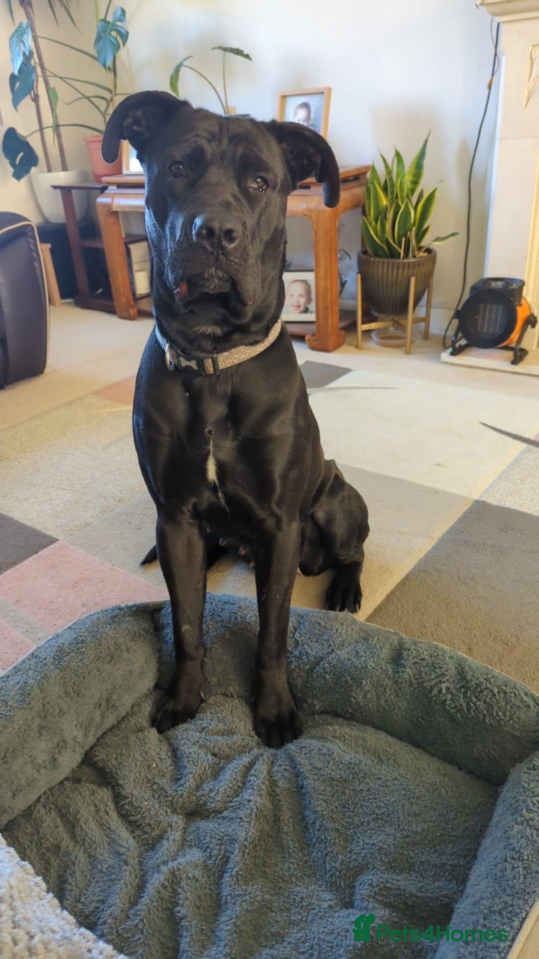 Cane Corso dogs for sale: Female Cane Corso Looking for loving home - Image 6