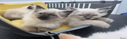 Ragdoll cats for sale: Health Tested Ragdoll Babies - Advert 4