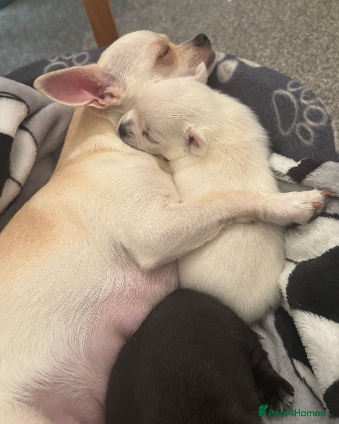 Chihuahua dogs for sale: Beautiful Chihuahua Puppies - Advert 14