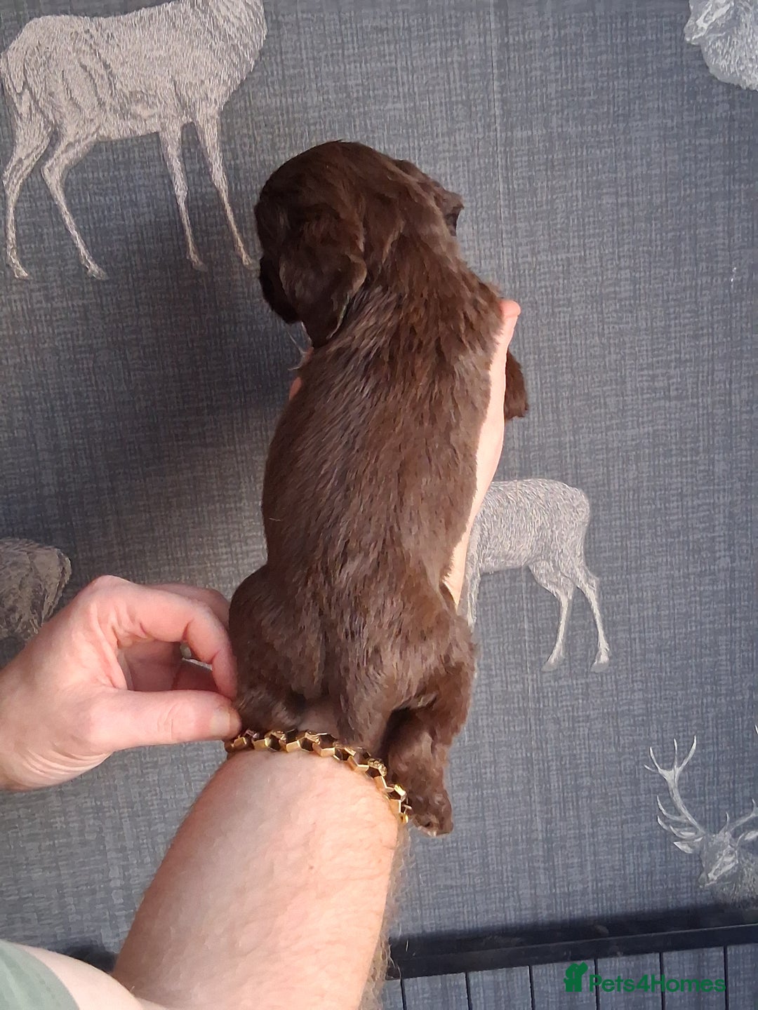 Cocker Spaniel dogs for sale: beautiful working cocker spaniels for sale - Advert 14