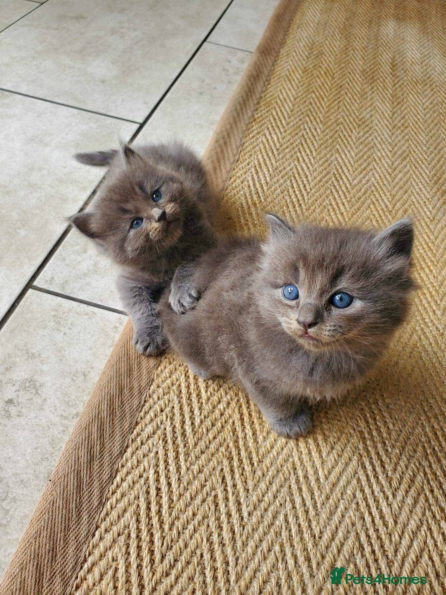 Mixed Breed cats Half Pedigree kittens - Advert 16