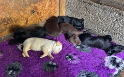 Springador dogs for sale: Springador Puppies - Image 16