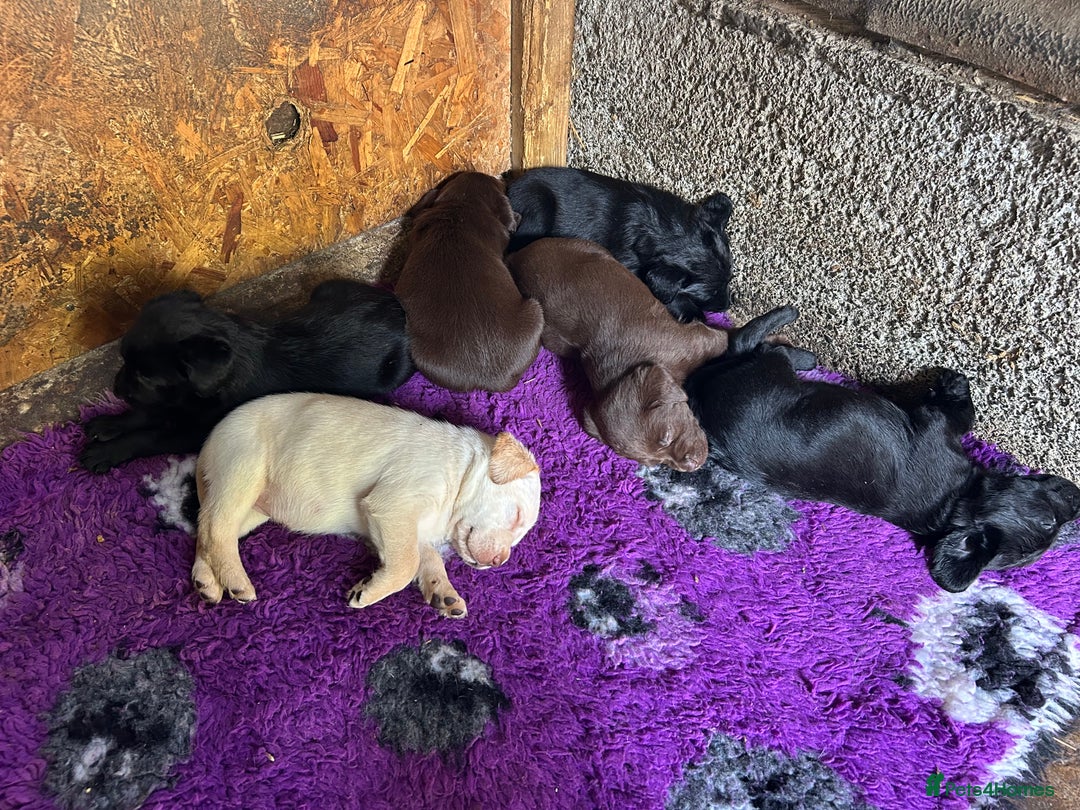 Springador dogs for sale: Springador Puppies - Image 16