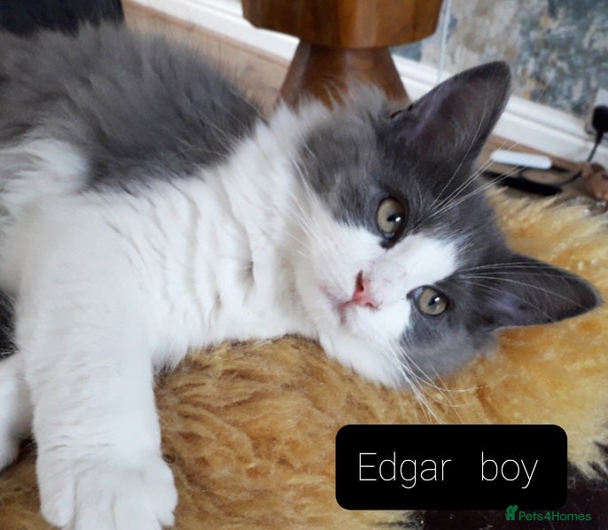 Maine Coon cats Maincoon ×Ragdoll (Ragcoon)  now available.  - Advert 1