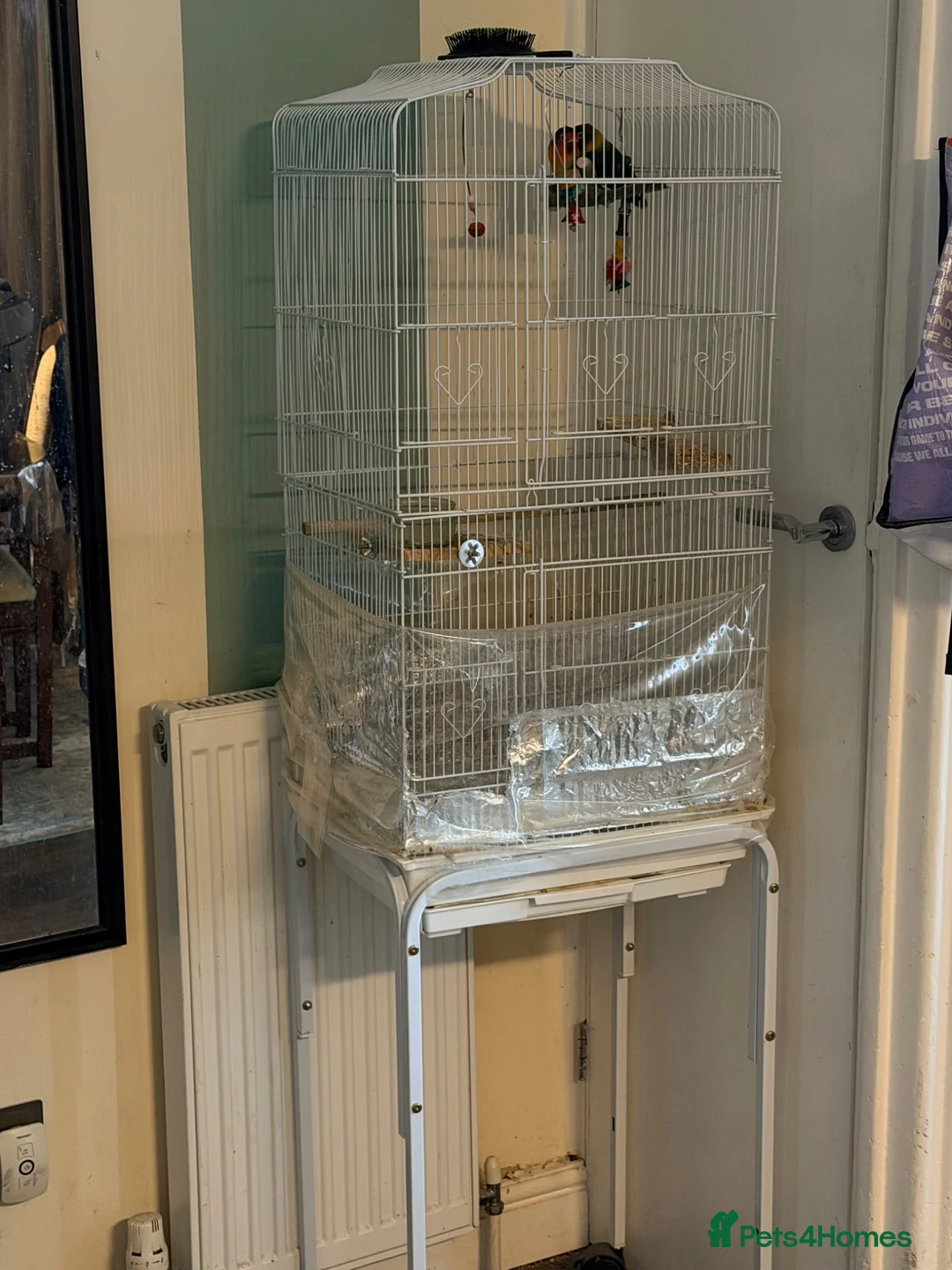 Lovebirds birds for sale: Pair of Beautiful Bonded Lovebirds with Large Cage in Carshalton - Advert 9