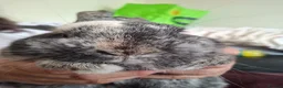 Mixed Breed rabbits for sale: Two boy rabbits  - Advert 5