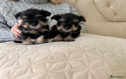 Miniature Schnauzer dogs for sale: Beautiful kc reg miniature schnauzers - Advert 8