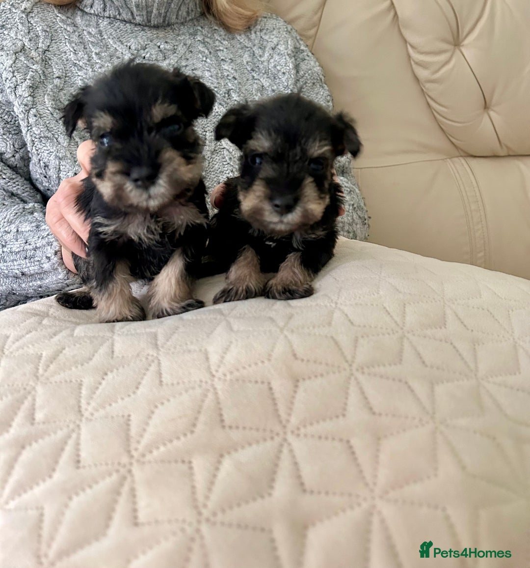 Miniature Schnauzer dogs for sale: Beautiful kc reg miniature schnauzers - Advert 8