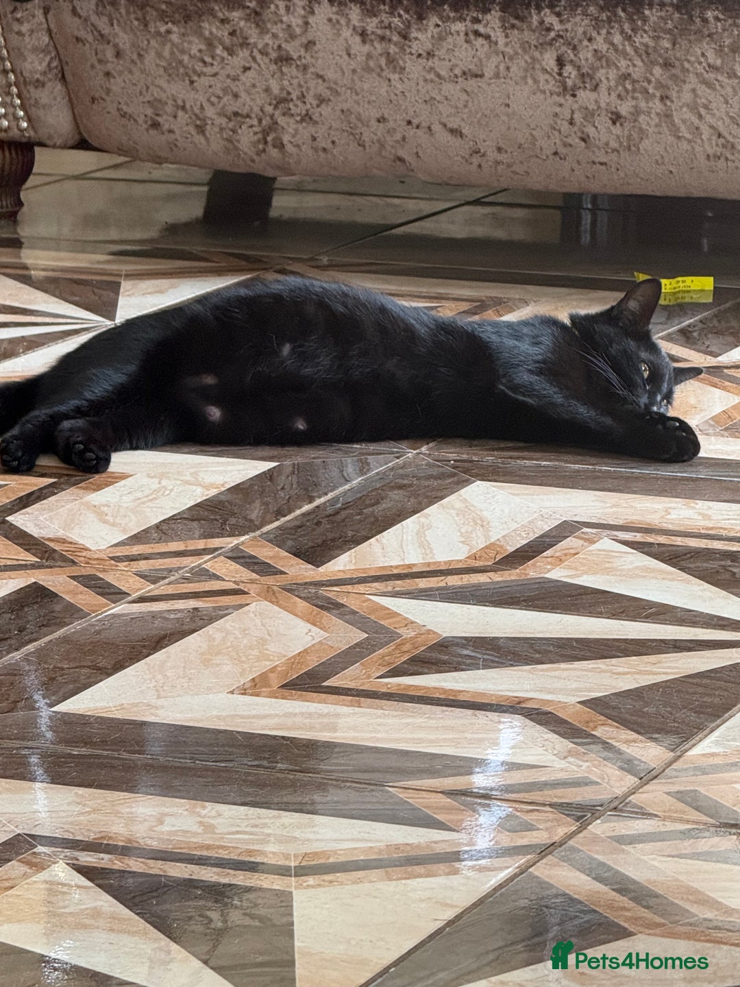 Mixed Breed cats for sale: Much loved and spoiled kittens  - Image 9